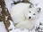 snow fox