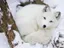 תמונה של snow fox 
