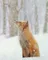 RedFox