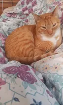 תמונה של ענתי