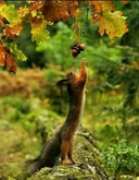 תמונה של Tamas