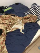 תמונה של Rasta