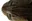 scoe