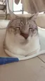 יעלוז