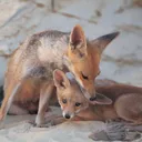תמונה של שועלה