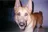 dinga