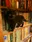 Cats and Books
