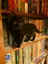 Cats and Books