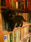 Cats and Books
