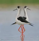 תמונה של ליזי