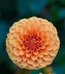 תמונה של ברשב