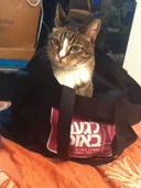 תמונה של Mira