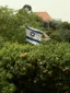 שושנית