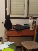 תמונה של איתי 81