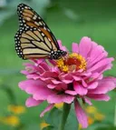 תמונה של אבי