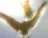 AnEmOnE
