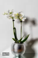 תמונה של MishaEla