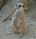 תמונה של סוריקטה